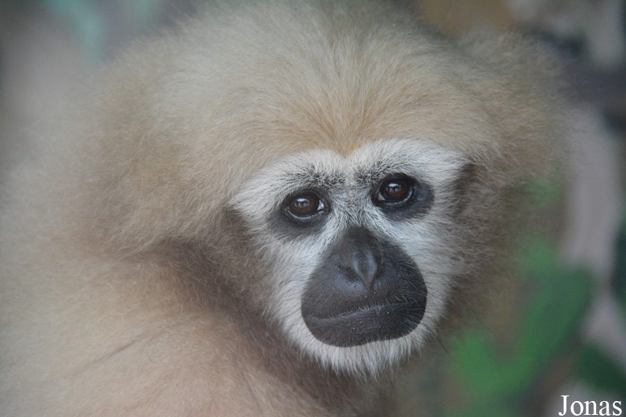 Hoolock leuconedys