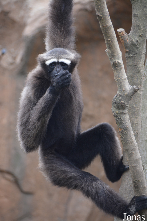 Hoolock leuconedys