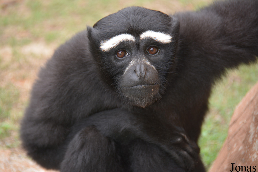 Hoolock leuconedys