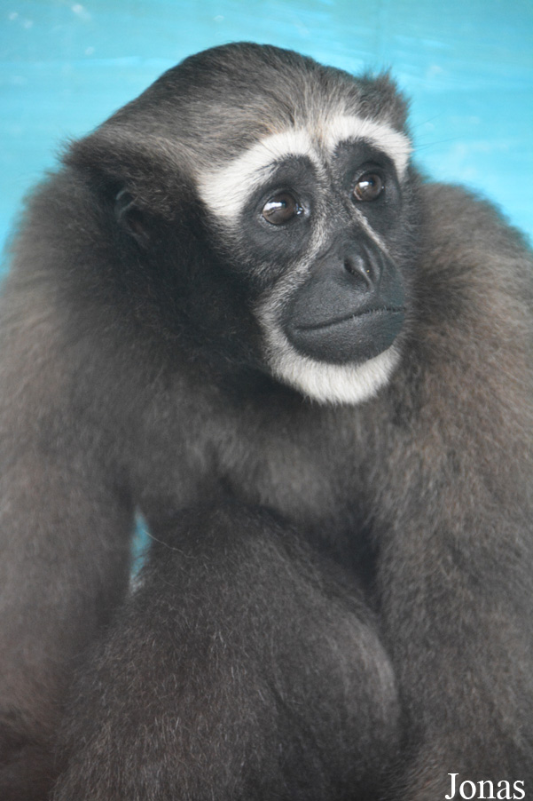 Hoolock leuconedys