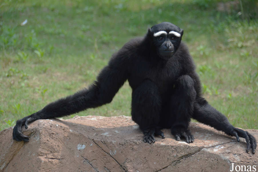 Hoolock leuconedys