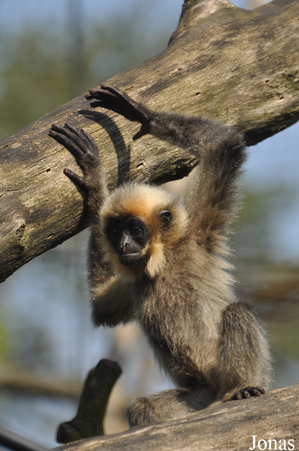 Nomascus gabriellae