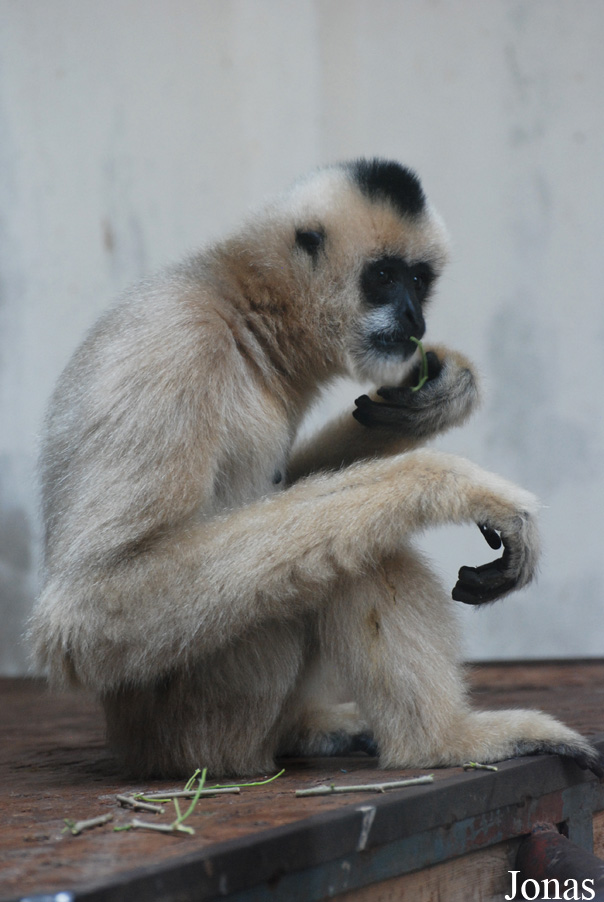 Nomascus leucogenys