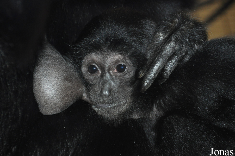 Symphalangus syndactylus