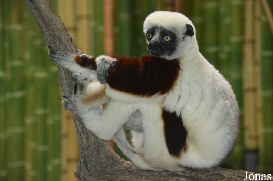 Propithecus coquereli