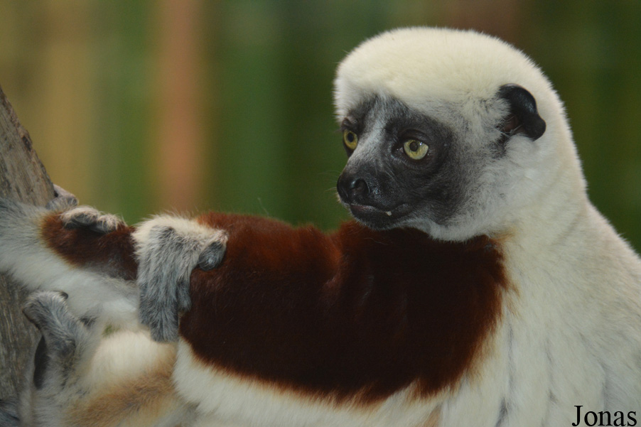 Propithecus coquereli