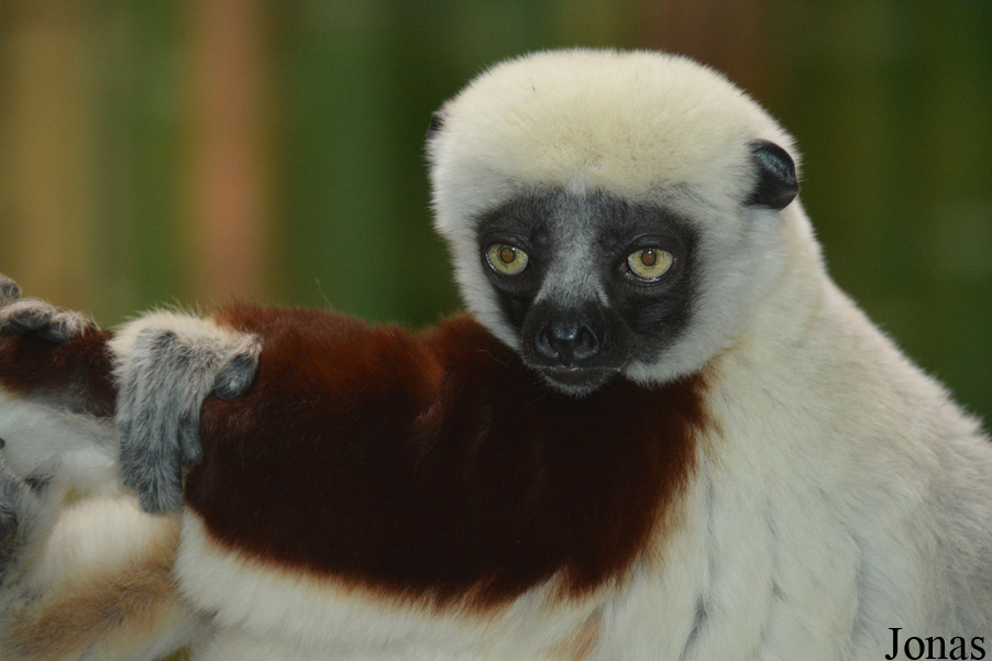 Propithecus coquereli
