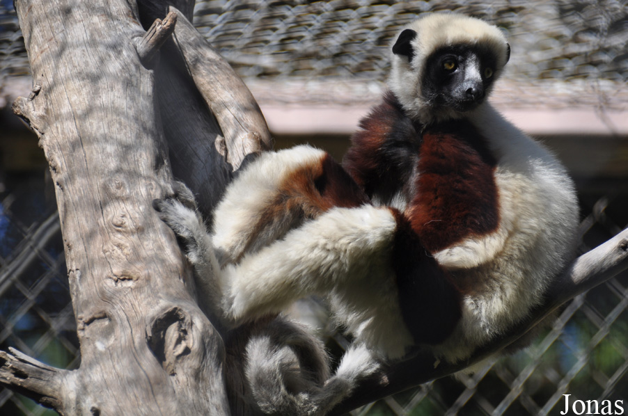 Propithecus coquereli