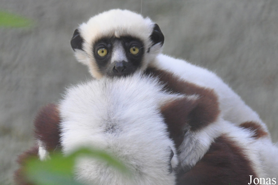 Propithecus coquereli