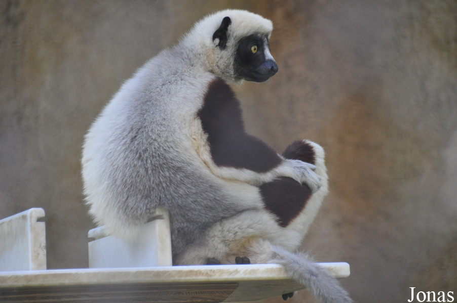 Propithecus coquereli
