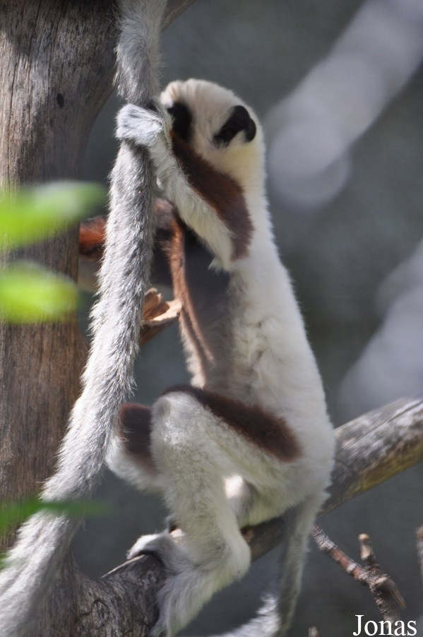 Propithecus coquereli