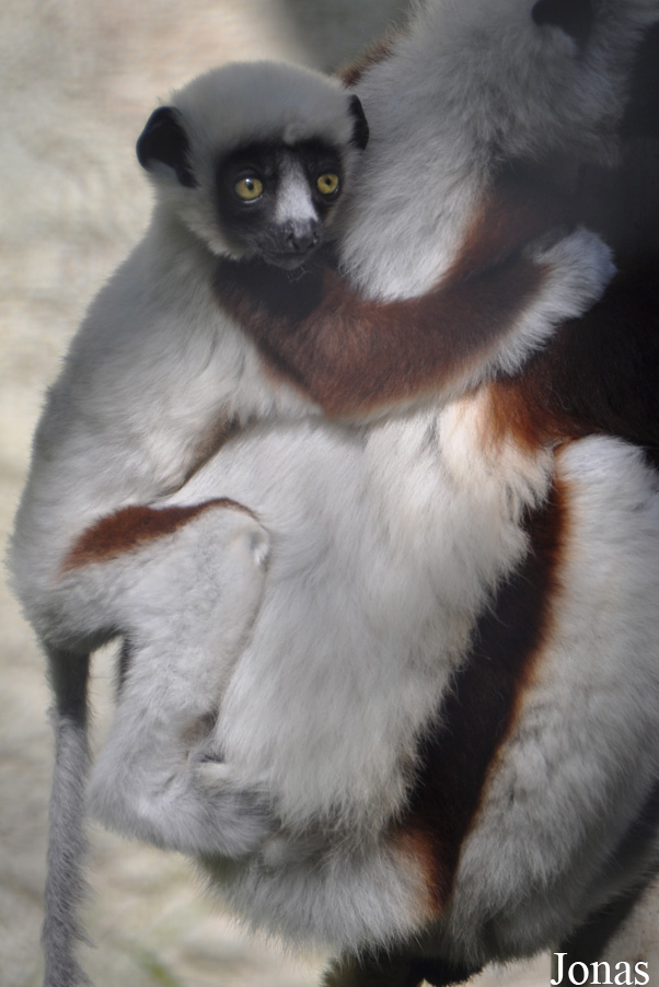 Propithecus coquereli
