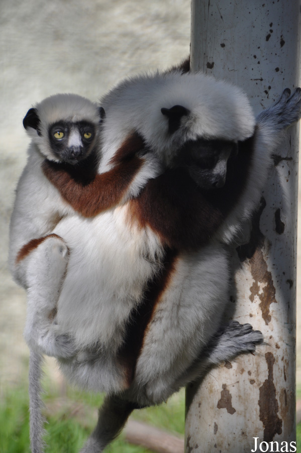 Propithecus coquereli