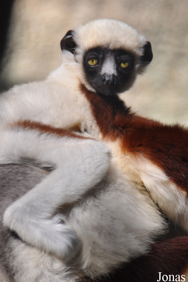 Propithecus coquereli