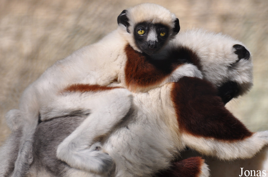Propithecus coquereli