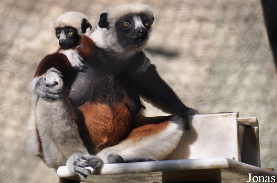 Propithecus coquereli