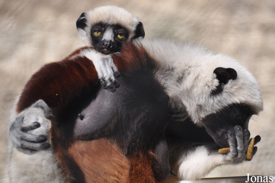 Propithecus coquereli