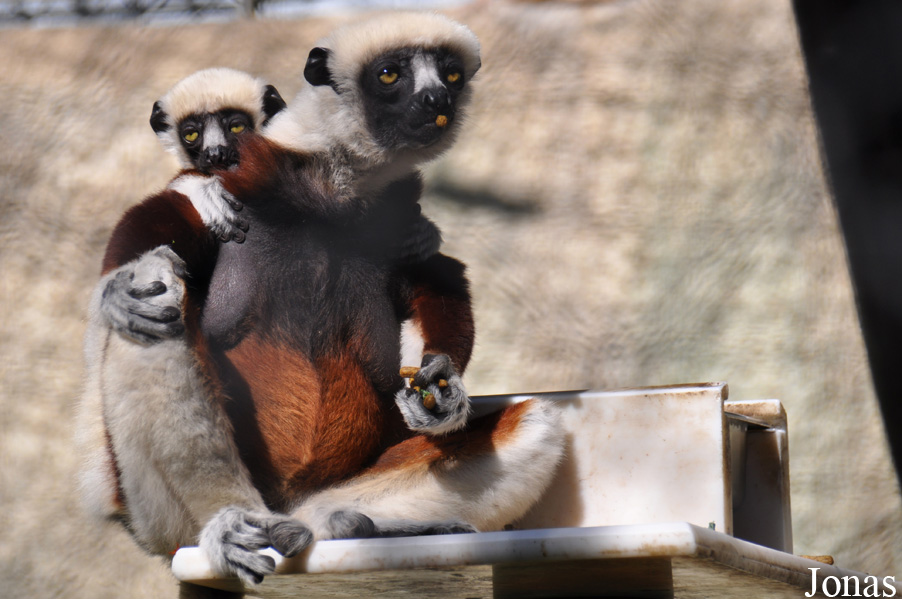 Propithecus coquereli