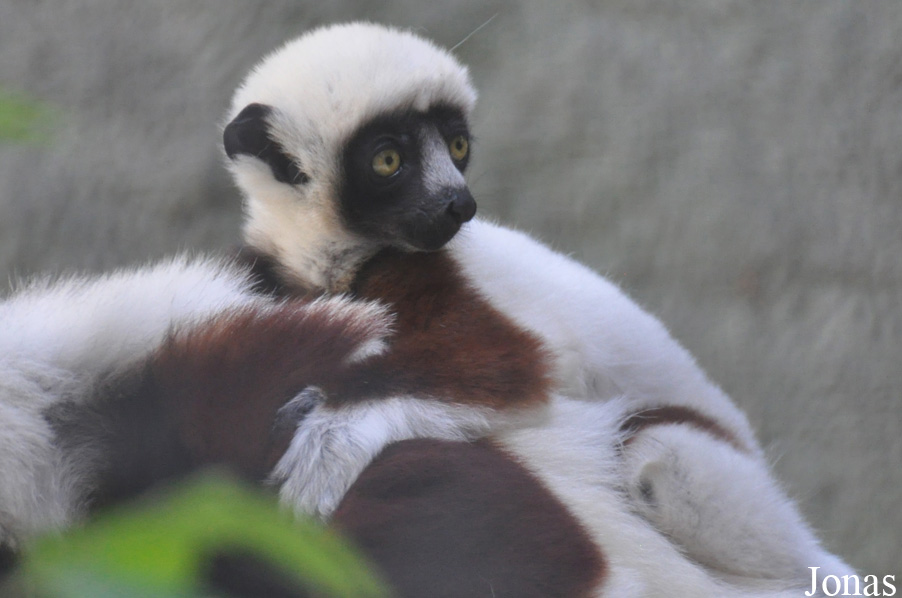 Propithecus coquereli