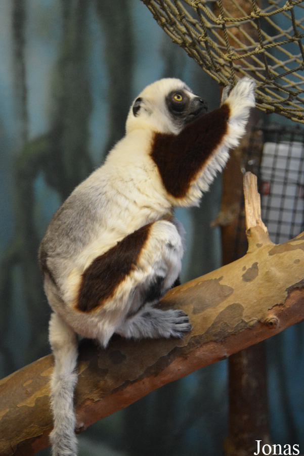 Propithecus coquereli