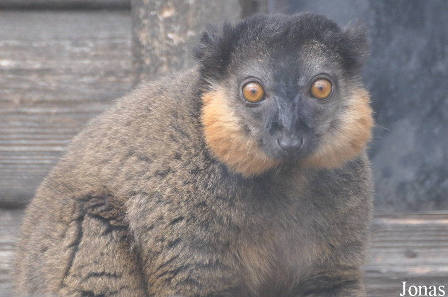 Eulemur collaris