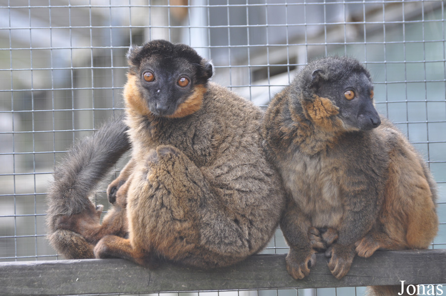 Eulemur collaris