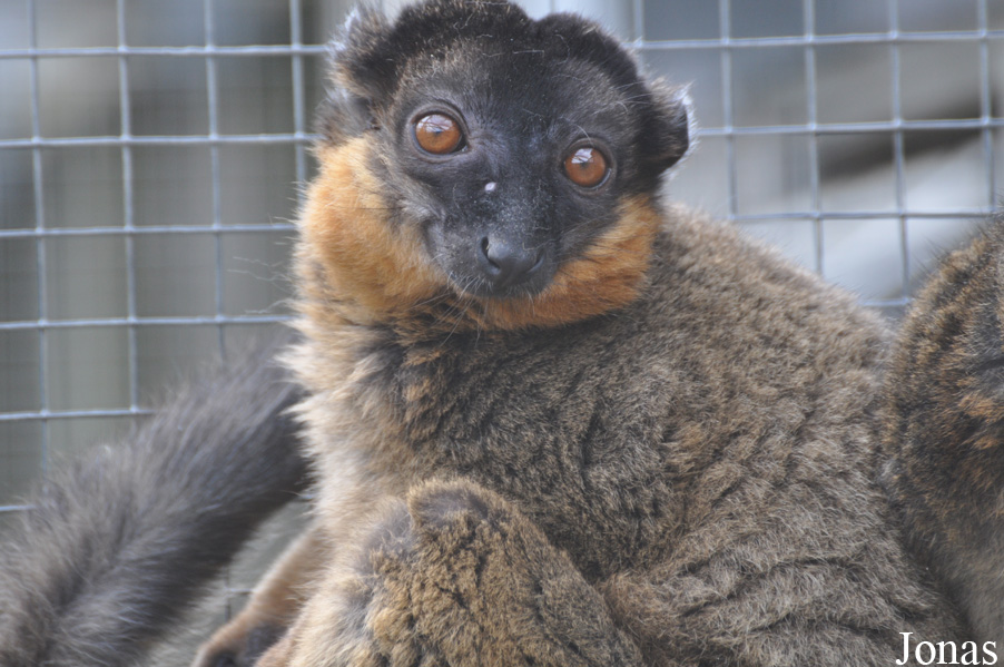 Eulemur collaris