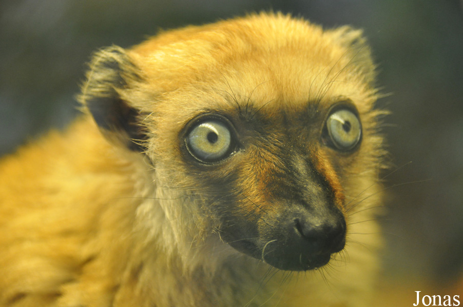 Eulemur flavifrons