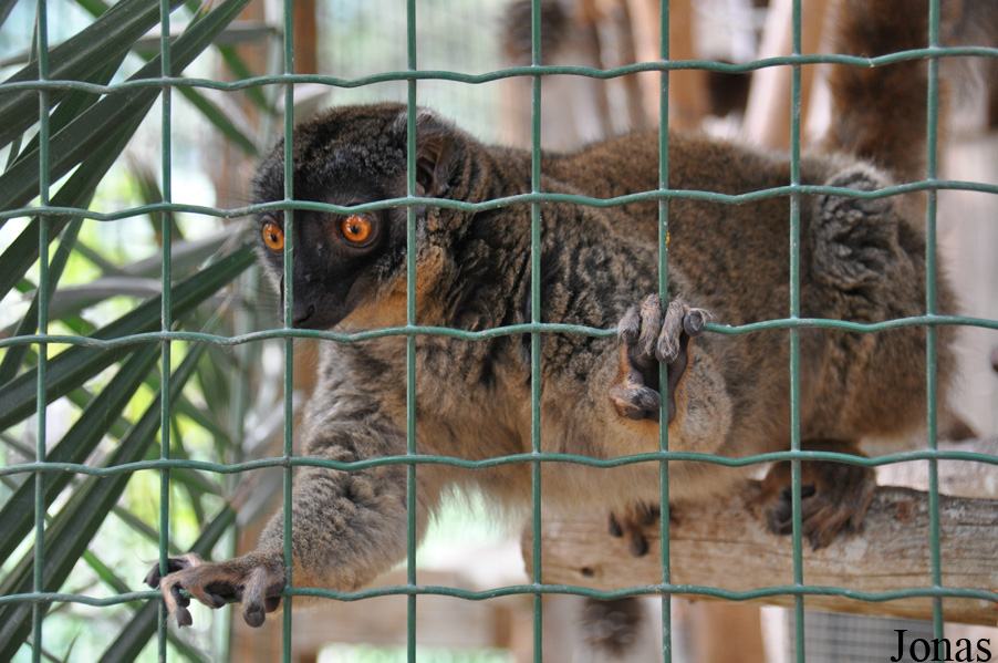 Eulemur fulvus