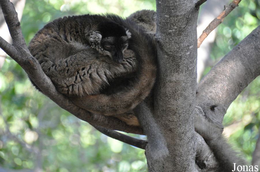 Eulemur fulvus