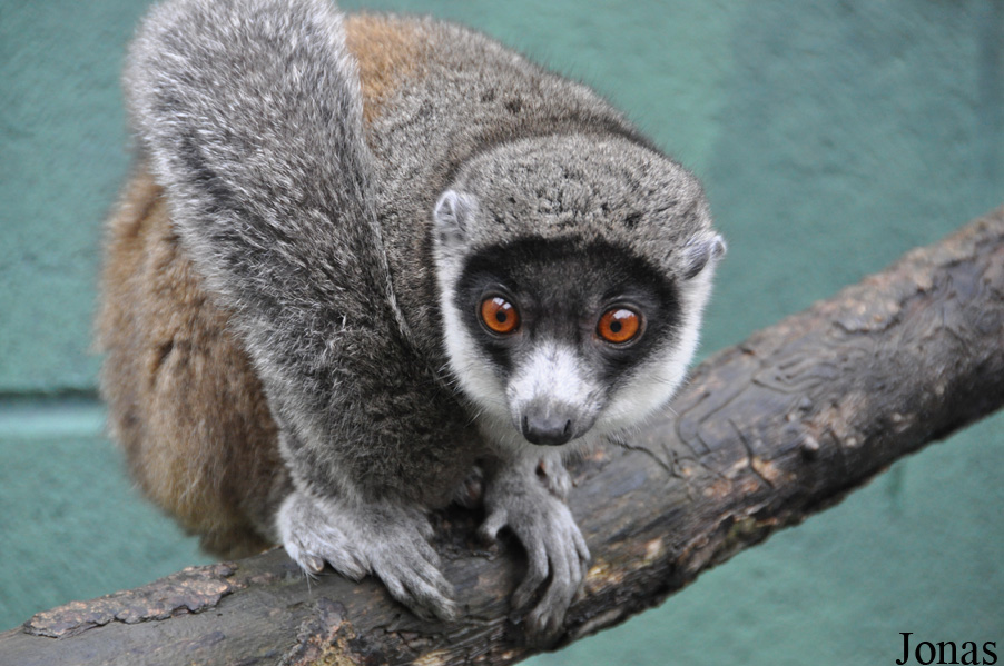 Eulemur mongoz