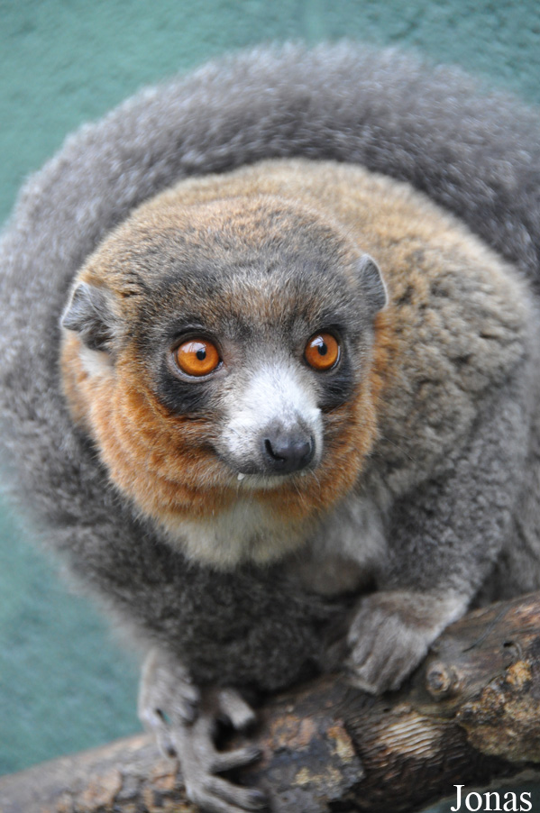 Eulemur mongoz