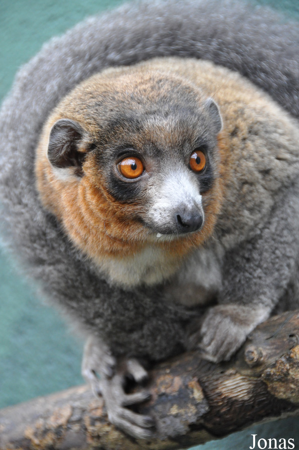 Eulemur mongoz