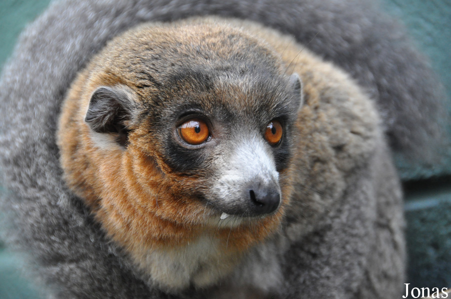 Eulemur mongoz