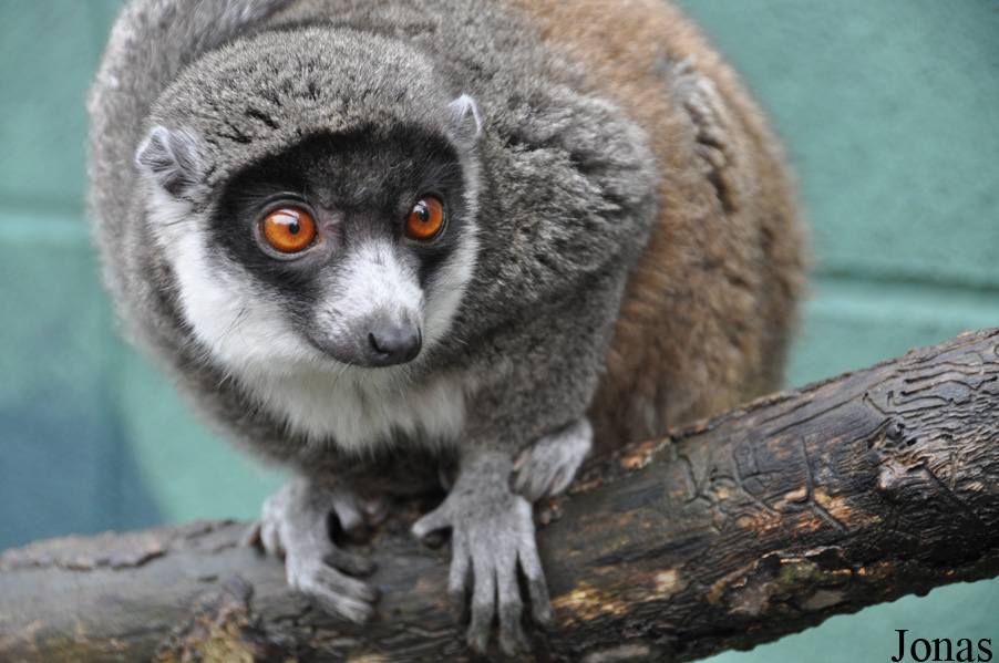 Eulemur mongoz