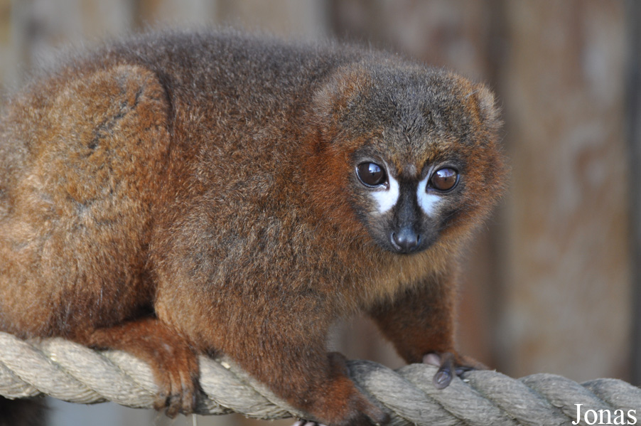 Eulemur rubriventer