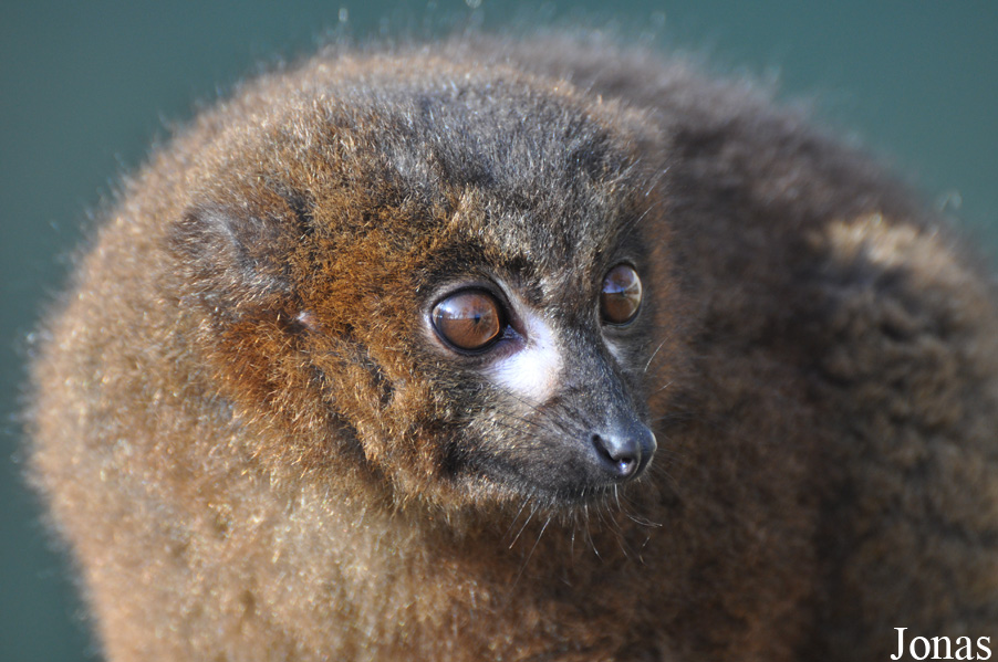 Eulemur rubriventer