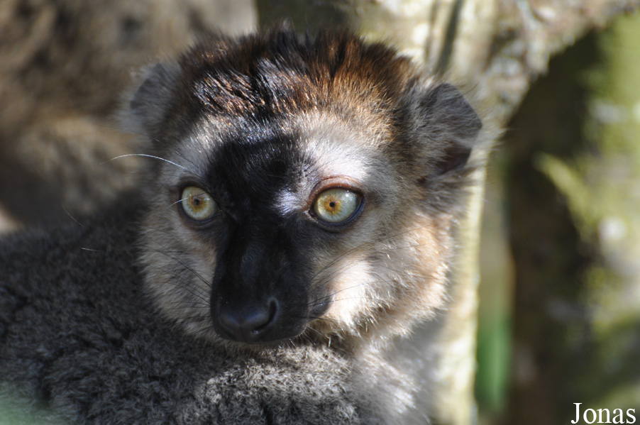 Eulemur rufus