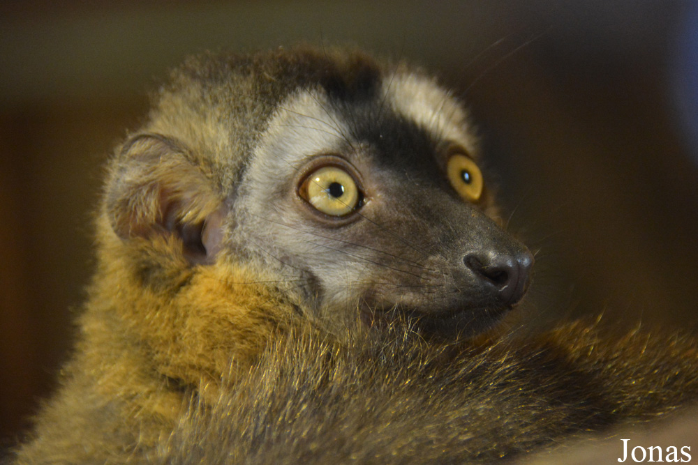 Eulemur rufus