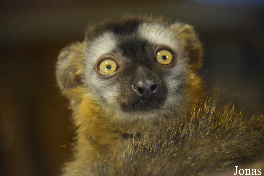 Eulemur rufus