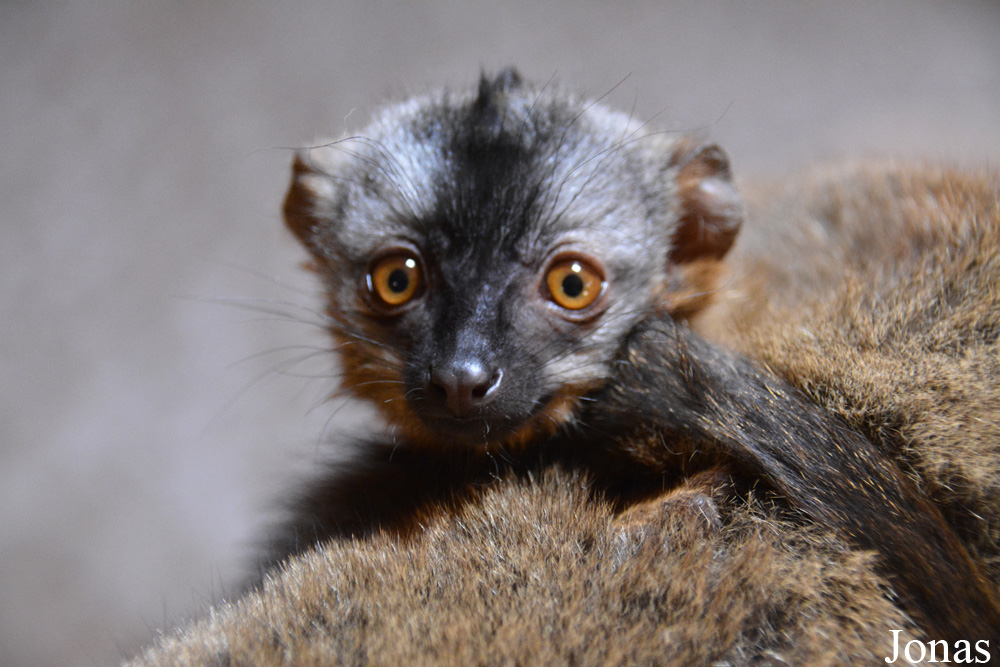 Eulemur rufus