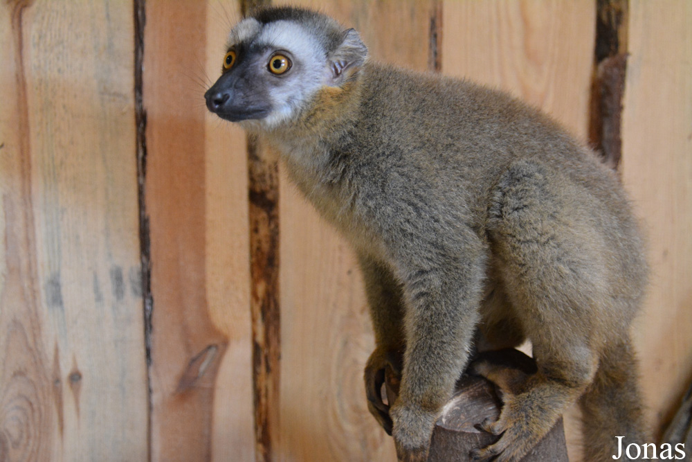Eulemur rufus