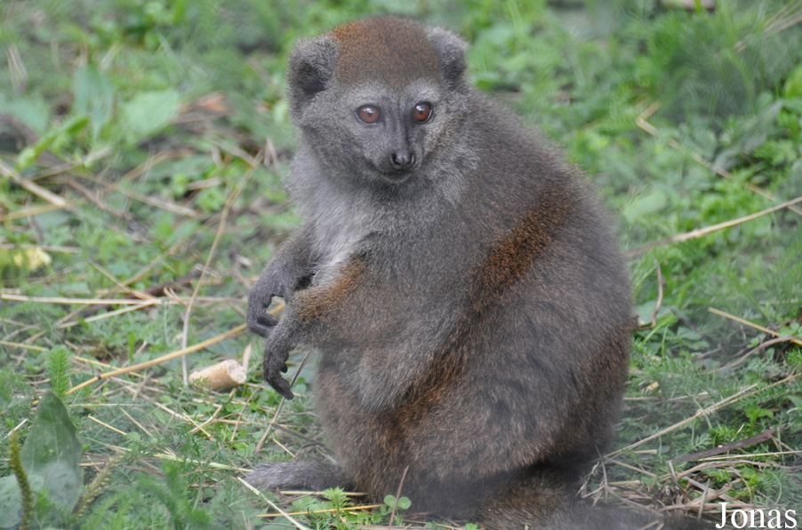Hapalemur alaotrensis