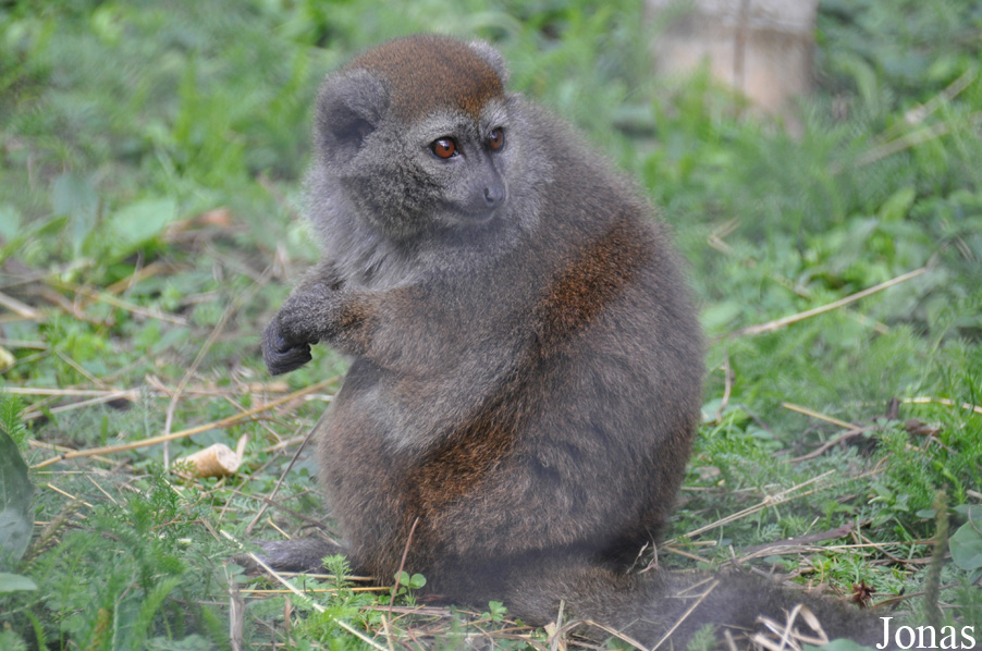 Hapalemur alaotrensis