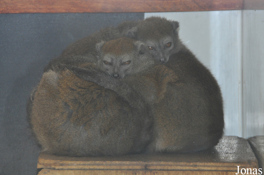 Hapalemur occidentalis