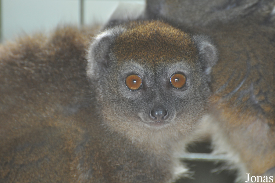 Hapalemur occidentalis