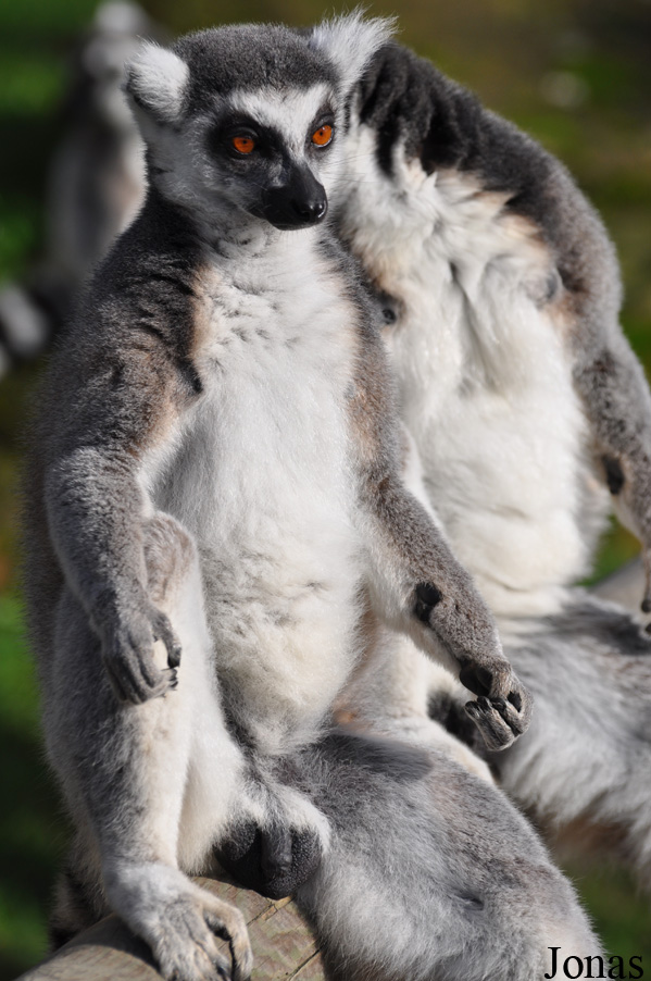 Lemur catta