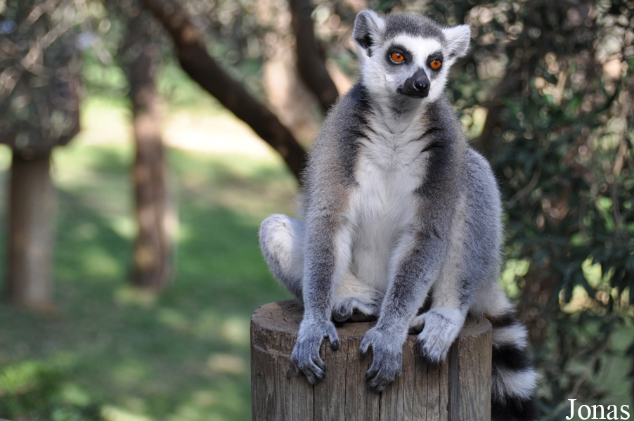 Lemur catta