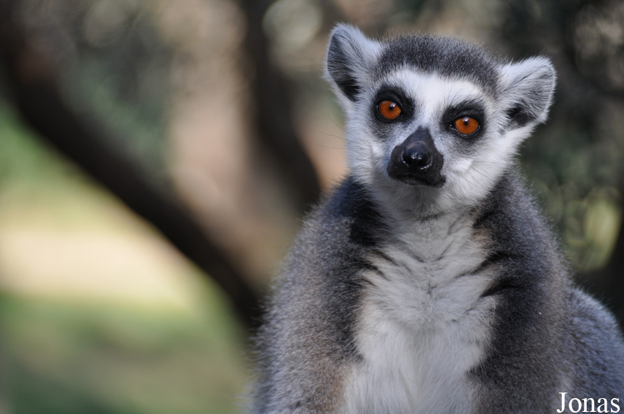 Lemur catta