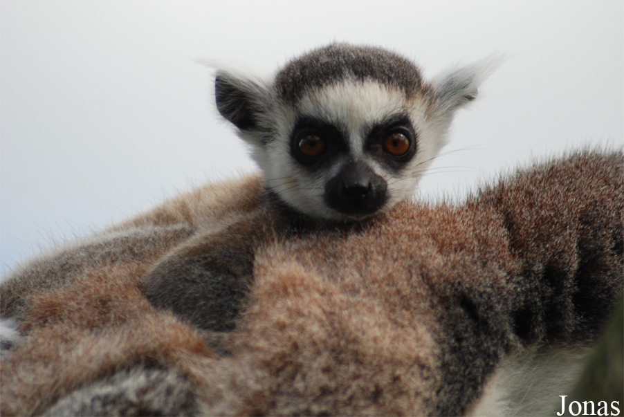 Lemur catta